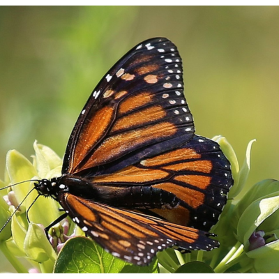 Prairie Seed Packets - logo